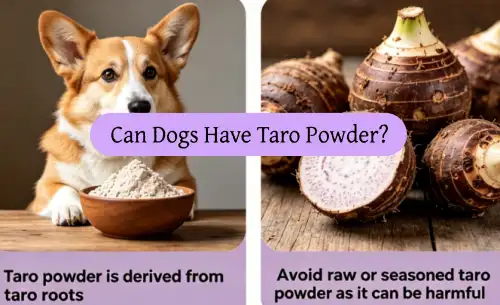 Kan hunde have Taro-pulver?